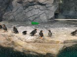 アクアワールド茨城県大洗水族館に投稿された画像（2023/2/26）