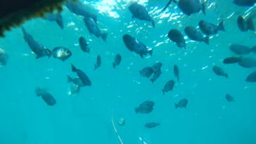 串本海中公園水族館に投稿された画像（2023/2/26）