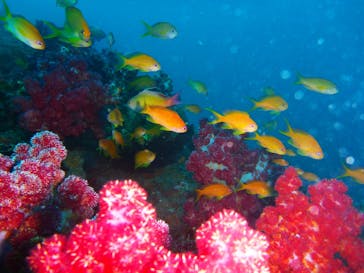 伊豆高原ダイビングスクール 渋谷店に投稿された画像（2023/2/26）