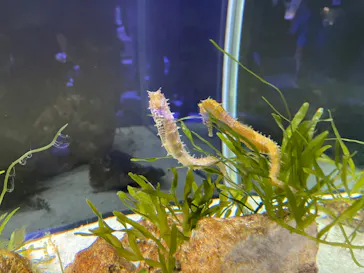 横浜・八景島シーパラダイスに投稿された画像（2023/2/26）