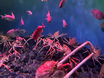 横浜・八景島シーパラダイスに投稿された画像（2023/2/26）