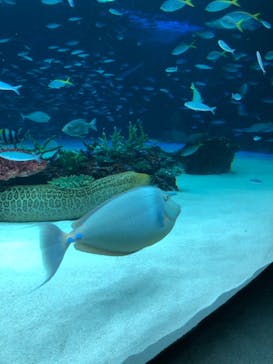 サンシャイン水族館に投稿された画像（2023/2/26）