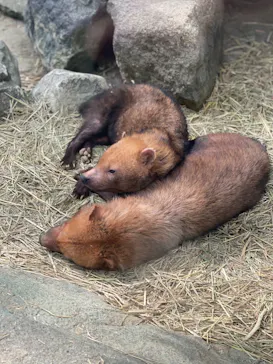 神戸どうぶつ王国に投稿された画像（2023/2/26）