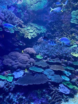 大分マリーンパレス水族館 「うみたまご」に投稿された画像（2023/2/26）