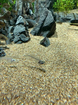 カワスイ 川崎⽔族館に投稿された画像（2023/2/26）