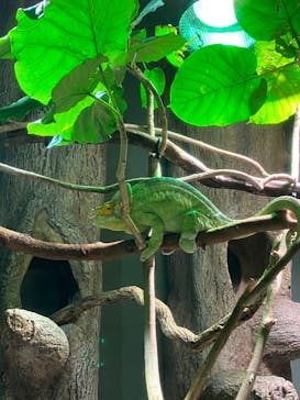 カワスイ 川崎⽔族館に投稿された画像（2023/2/26）