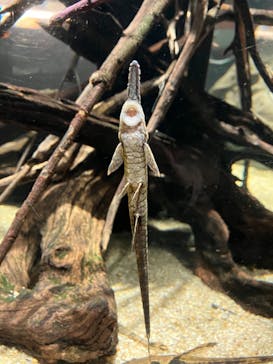 カワスイ 川崎⽔族館に投稿された画像（2023/2/26）