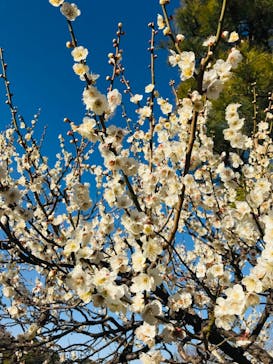 三溪園に投稿された画像（2023/2/26）