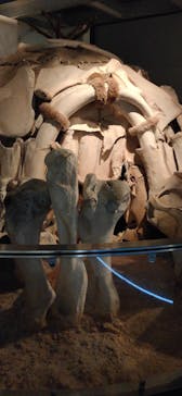 国立科学博物館に投稿された画像（2023/2/26）