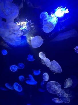 サンシャイン水族館に投稿された画像（2023/2/26）