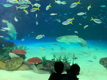サンシャイン水族館に投稿された画像（2023/2/26）