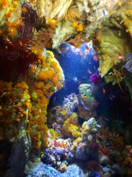 サンシャイン水族館に投稿された画像（2023/2/26）