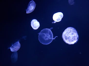 サンシャイン水族館に投稿された画像（2023/2/26）