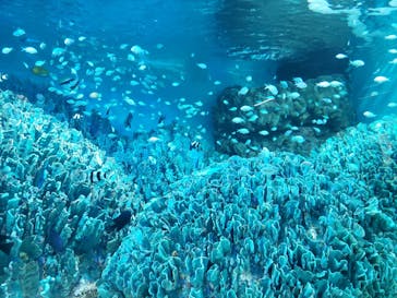 サンシャイン水族館に投稿された画像（2023/2/26）