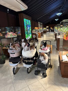 ニューヨークランプミュージアム＆フラワーガーデンに投稿された画像（2023/2/26）