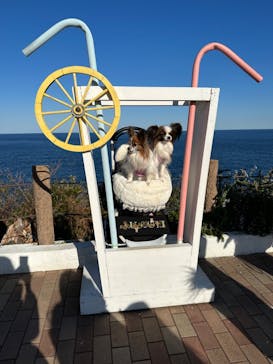 ニューヨークランプミュージアム＆フラワーガーデンに投稿された画像（2023/2/26）