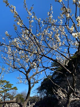 三溪園に投稿された画像（2023/2/26）