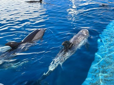 大分マリーンパレス水族館 「うみたまご」に投稿された画像（2023/2/26）