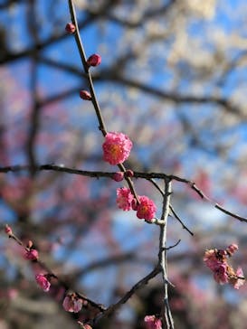 偕楽園本園に投稿された画像（2023/2/26）