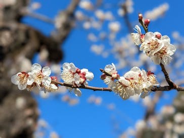 偕楽園本園に投稿された画像（2023/2/26）