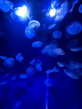 サンシャイン水族館に投稿された画像（2023/2/26）