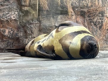 環境水族館アクアマリンふくしまに投稿された画像（2023/2/26）