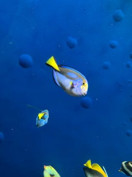環境水族館アクアマリンふくしまに投稿された画像（2023/2/26）