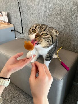 猫カフェモカ　イオンレイクタウン店に投稿された画像（2023/2/26）