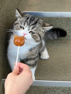 猫カフェモカ　イオンレイクタウン店に投稿された画像（2023/2/26）