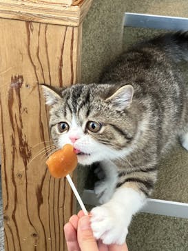 猫カフェモカ　イオンレイクタウン店に投稿された画像（2023/2/26）