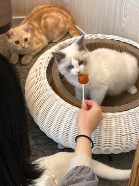 猫カフェモカ　イオンレイクタウン店に投稿された画像（2023/2/26）
