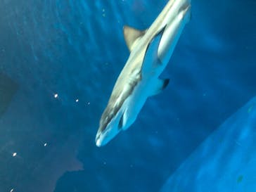 名古屋港水族館に投稿された画像（2023/2/26）