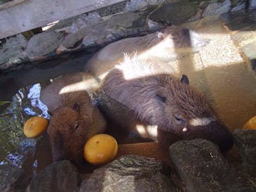 長崎バイオパークに投稿された画像（2023/2/26）