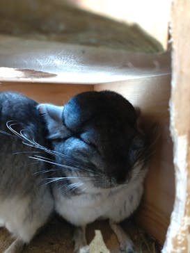 長崎バイオパークに投稿された画像（2023/2/26）