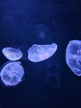 サンシャイン水族館に投稿された画像（2023/2/26）