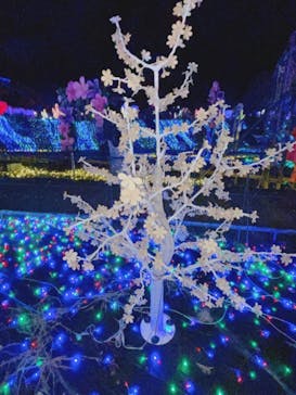 伊豆ぐらんぱる公園に投稿された画像（2023/2/26）