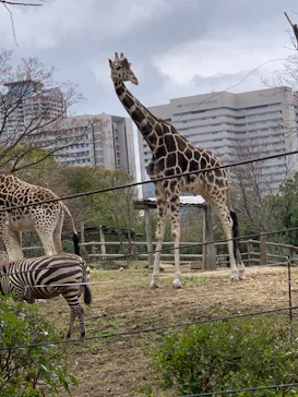 天王寺動物園に投稿された画像（2023/2/26）
