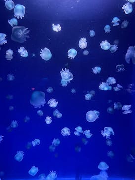 新江ノ島水族館に投稿された画像（2023/2/26）