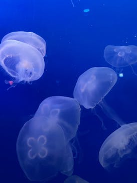 新江ノ島水族館に投稿された画像（2023/2/26）