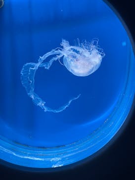 新江ノ島水族館に投稿された画像（2023/2/26）