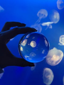 新江ノ島水族館に投稿された画像（2023/2/26）