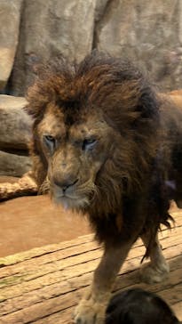 よこはま動物園ズーラシアに投稿された画像（2023/2/26）