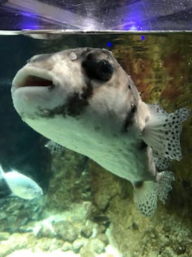 新江ノ島水族館に投稿された画像（2023/2/26）