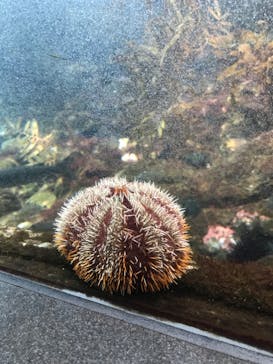 新江ノ島水族館に投稿された画像（2023/2/26）