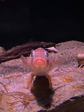 名古屋港水族館に投稿された画像（2023/2/26）