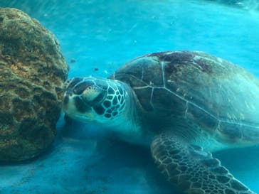 大分マリーンパレス水族館 「うみたまご」に投稿された画像（2023/2/26）