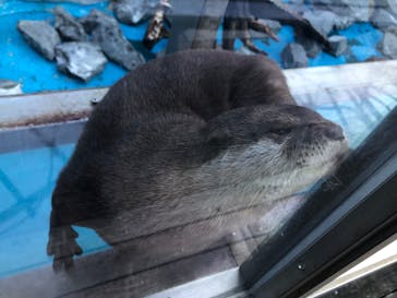 大分マリーンパレス水族館 「うみたまご」に投稿された画像（2023/2/26）