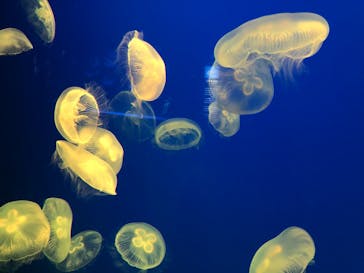 大分マリーンパレス水族館 「うみたまご」に投稿された画像（2023/2/26）