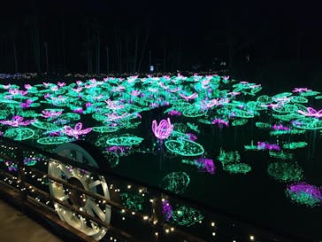 美らヤシパークオキナワ・東南植物楽園に投稿された画像（2023/2/26）