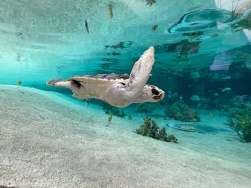 鴨川シーワールドに投稿された画像（2023/2/26）